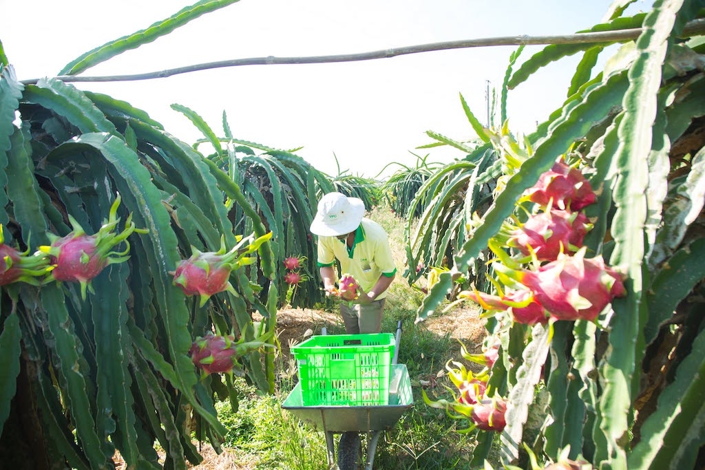 Việc xây dựng nhãn hiệu, mã số vùng trồng và nhật ký điện tử đang giúp HTX Hàm Minh 30 củng cố thương hiệu, đáp ứng yêu cầu ngày càng cao của thị trường quốc tế.