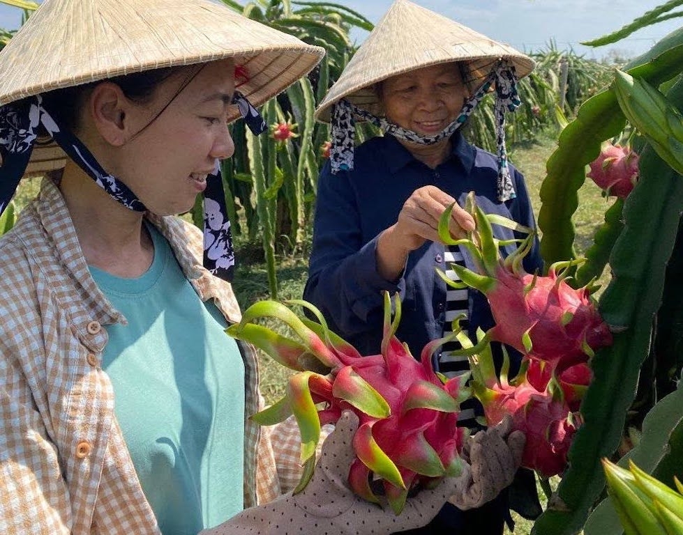 Thành viên HTX Hàm Minh 30 áp dụng VietGAP, GlobalGAP, truy xuất nguồn gốc và sở hữu trí tuệ để nâng giá trị thanh long xuất khẩu.