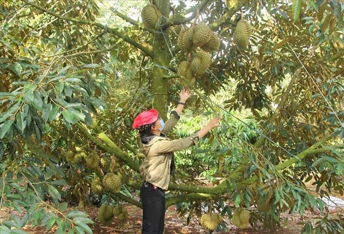 Truy xuất nguồn gốc kết hợp sở hữu trí tuệ giúp HTX thuận lợi trong xuất khẩu.