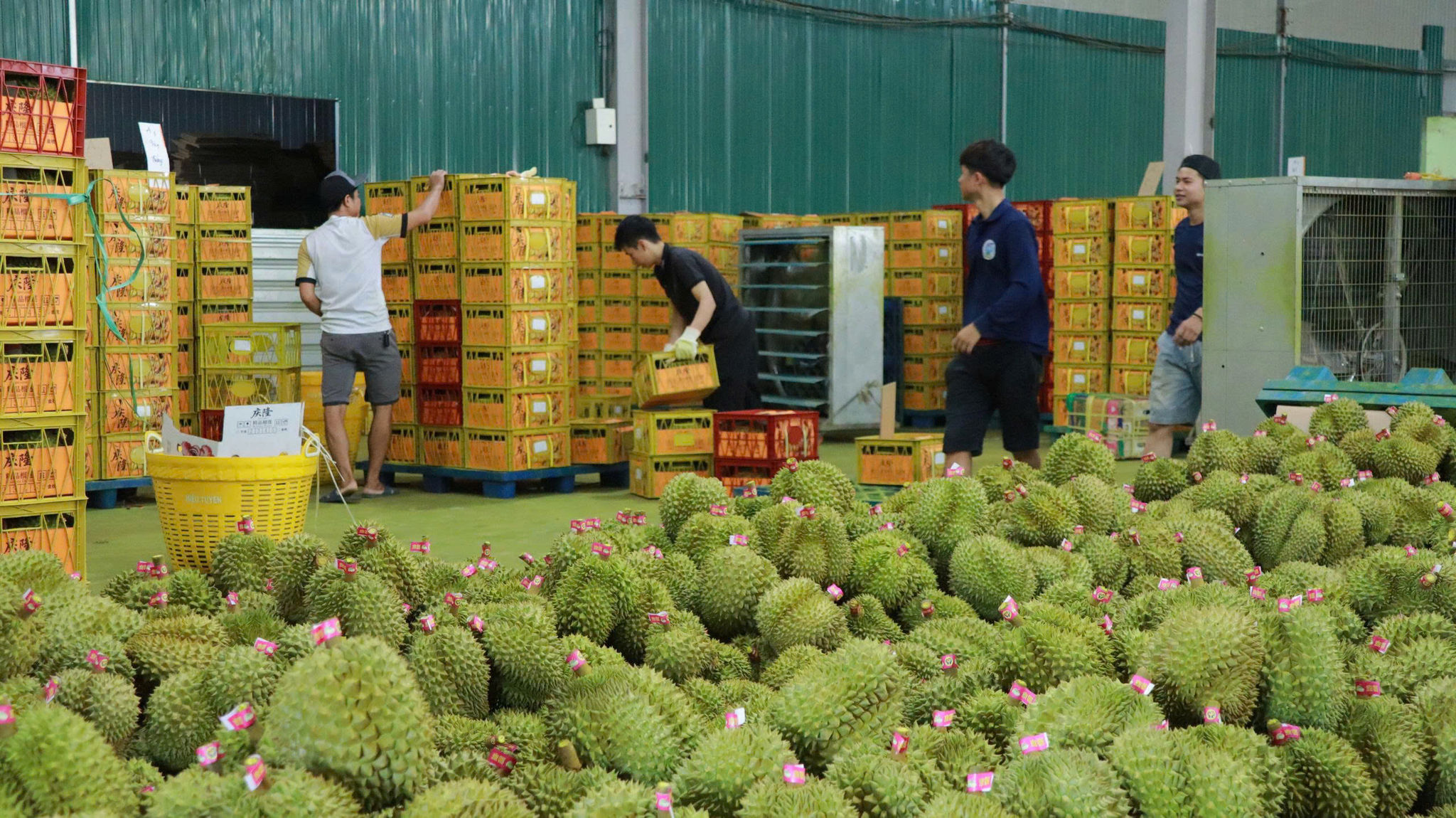 Đóng gói sầu riêng ở một công ty chuyên xuất khẩu sầu riêng tại xã Bảo Lâm 2.