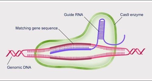 CRISPR3(2).jpg