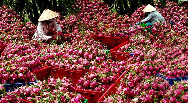 thanh long.jpg